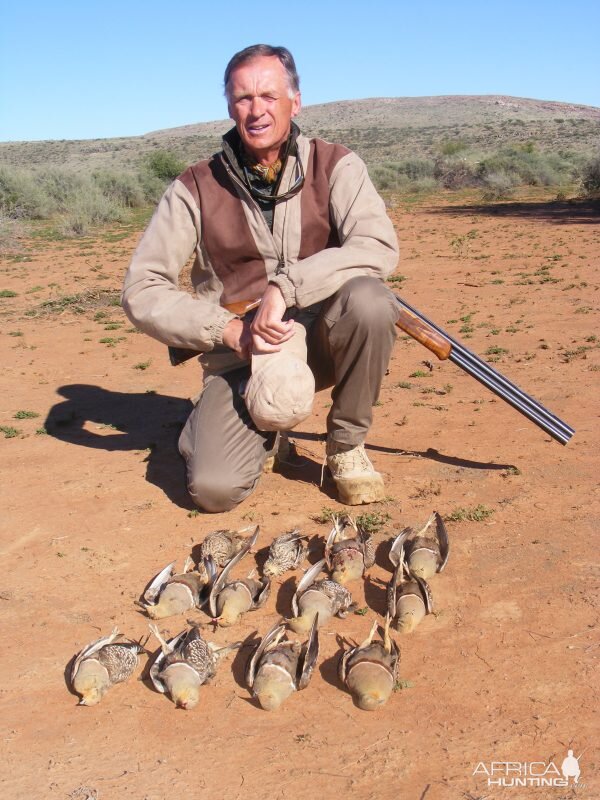 Hunting Birds South Africa Burchell Sandgrouse