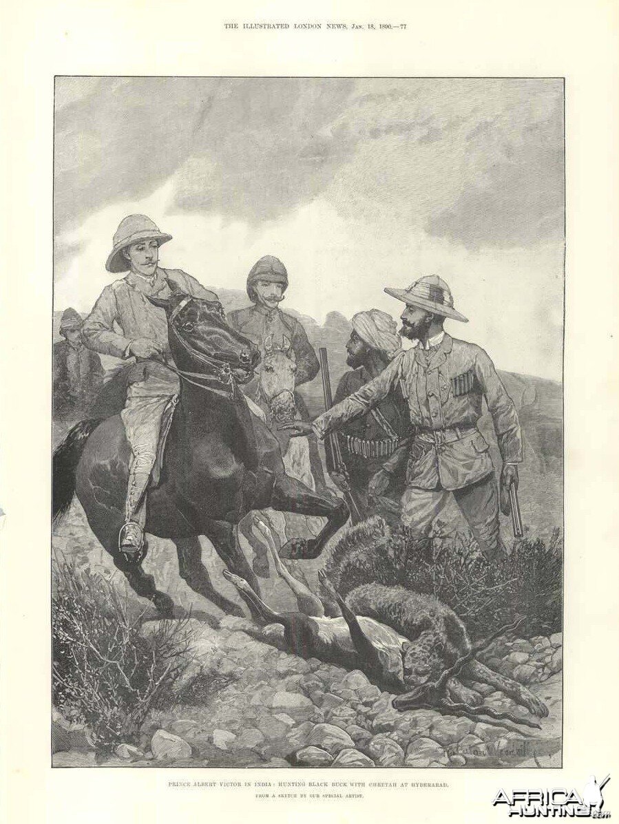 Hunting Black Buck With Cheetah 1890