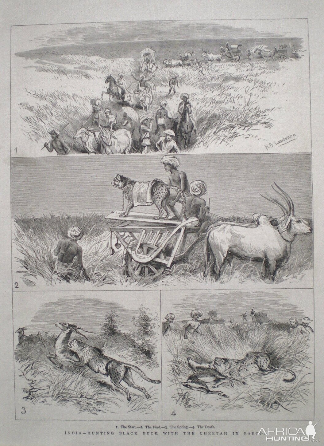 Hunting Black Buck with Cheetah in India 1882