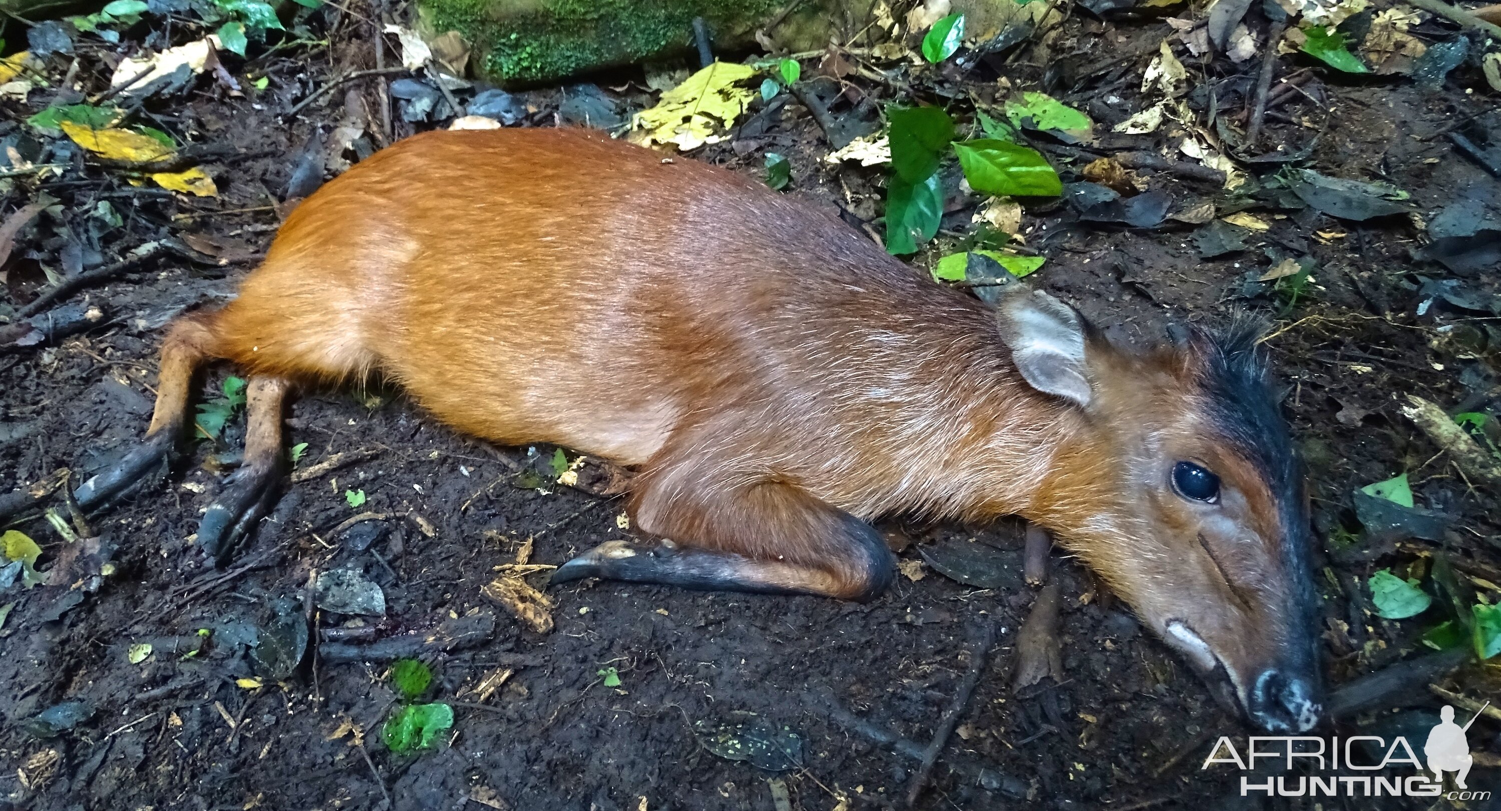 Hunting Black Fronted Duiker in Congo