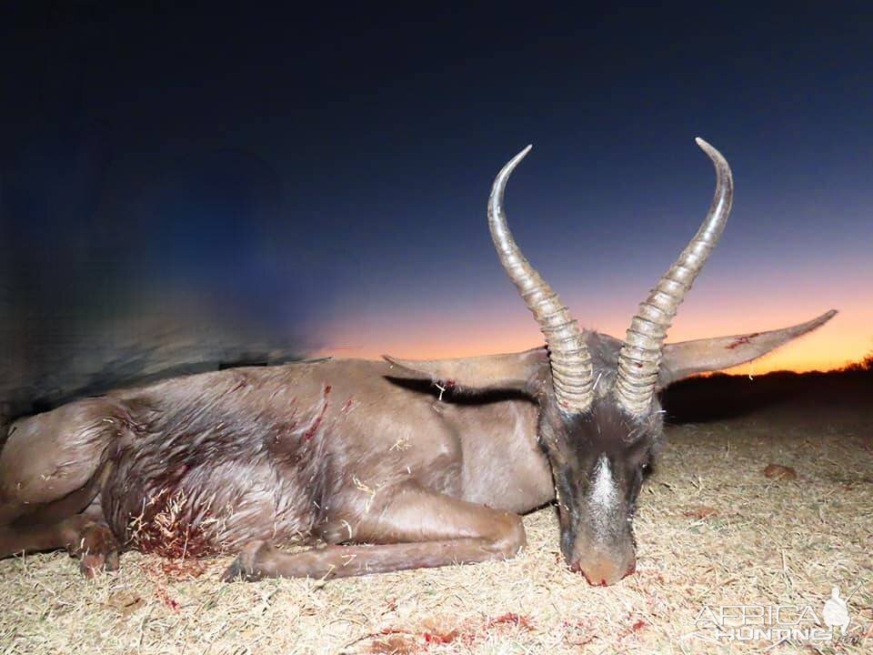 Hunting Black Springbok in South Africa