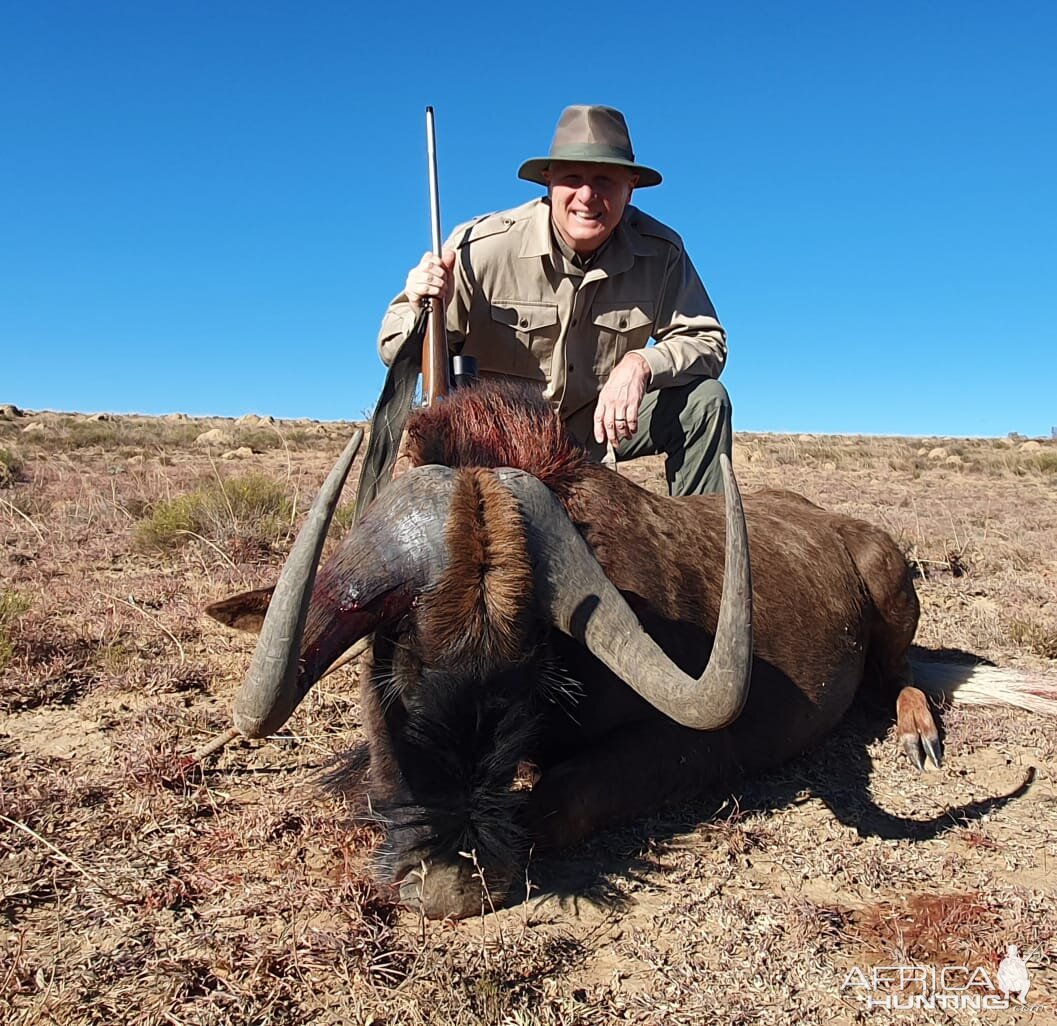 Hunting Black Wildebeest in South Africa