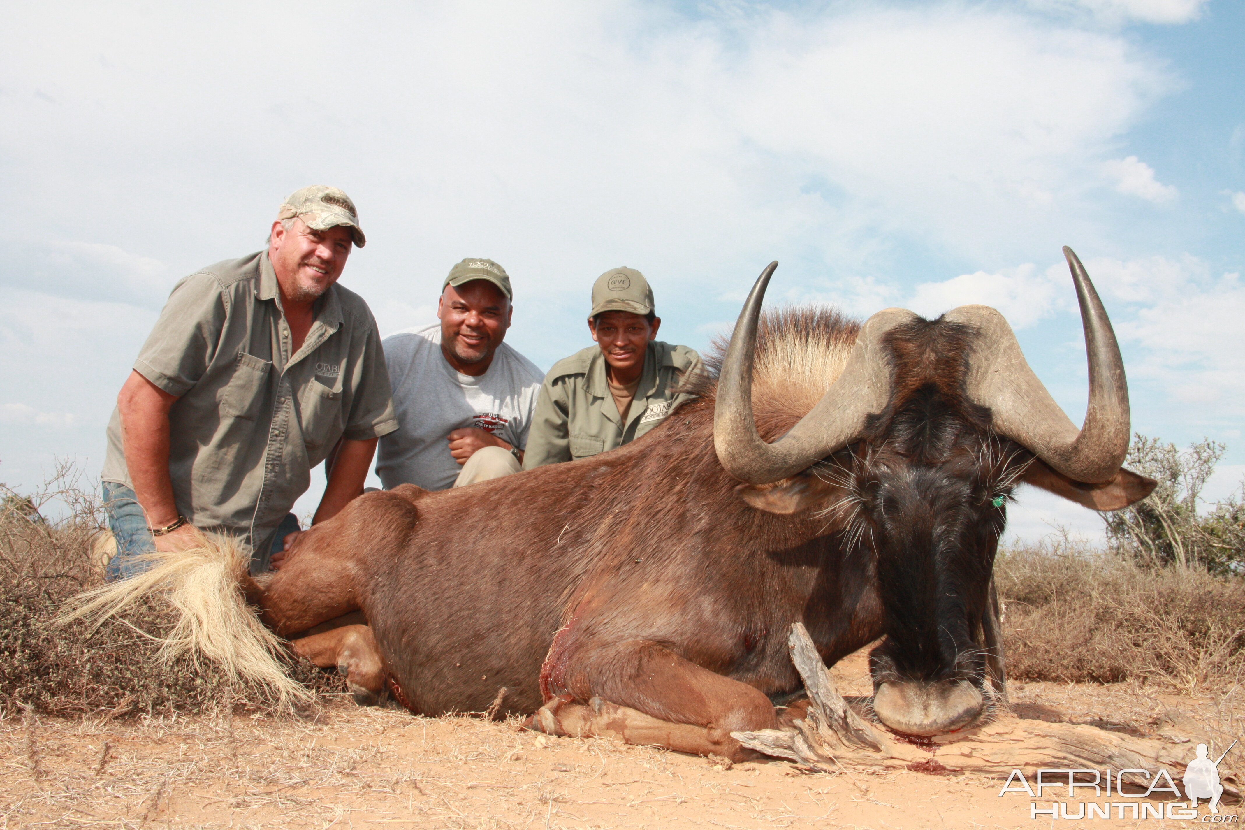 Hunting Black Wildebeest Namibia