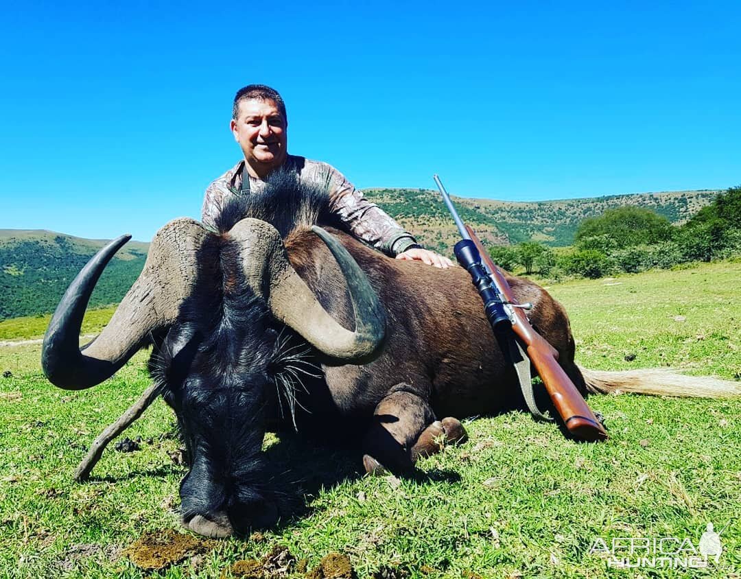 Hunting Black Wildebeest South Africa