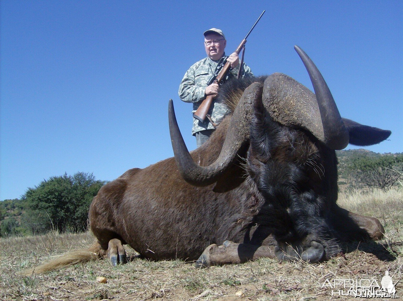 Hunting Black Wildebeest