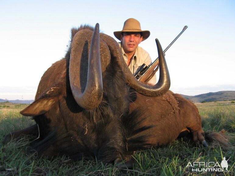 Hunting Black Wildebeest