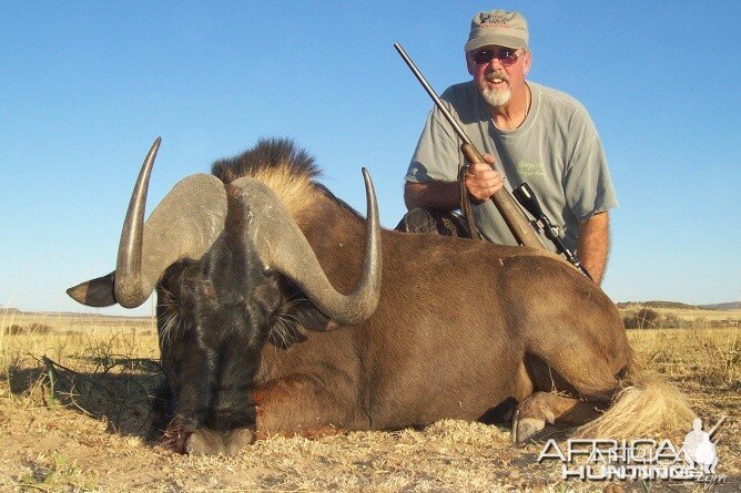 Hunting Black Wildebeest