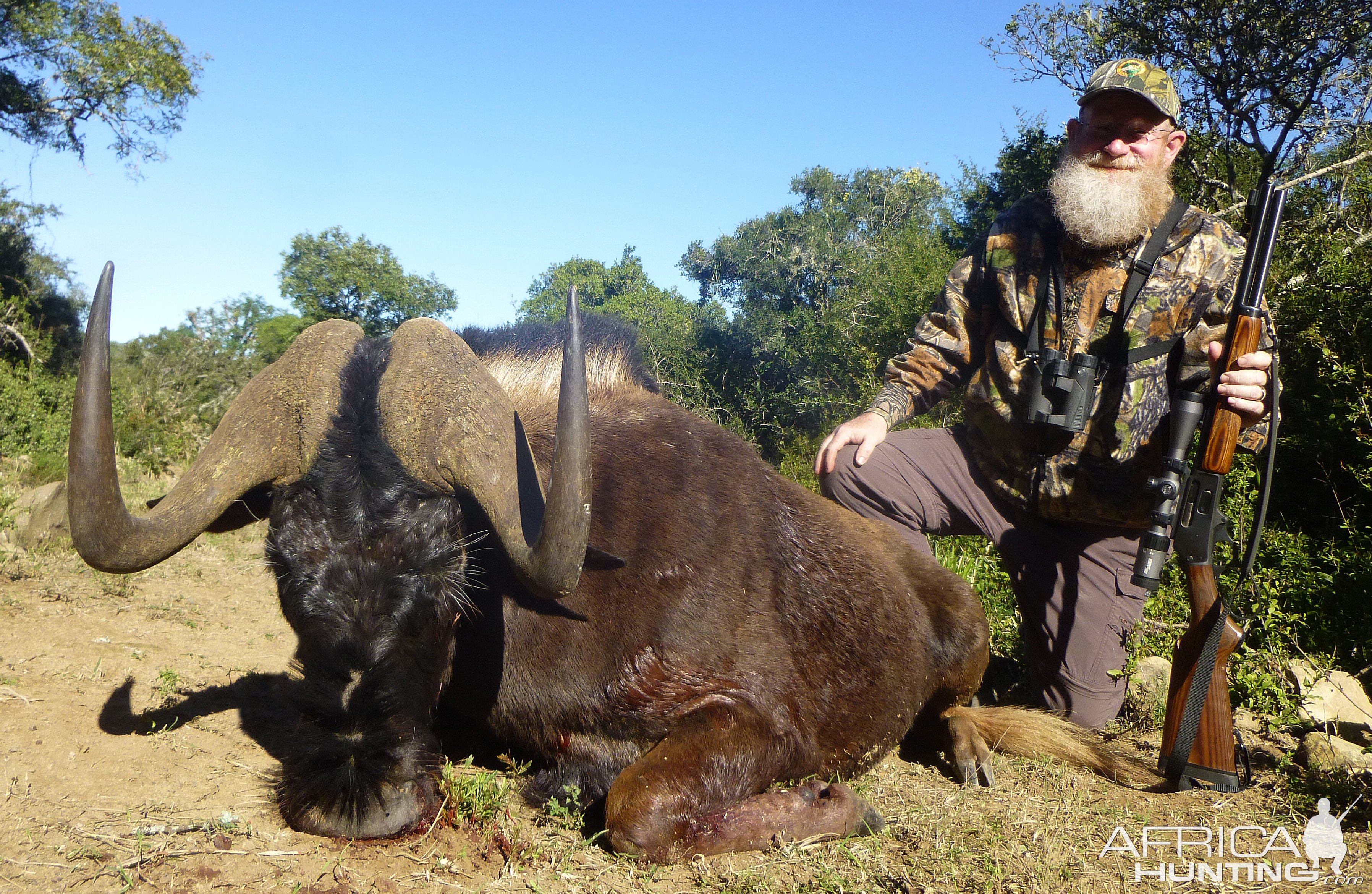 Hunting Black Wildebeest