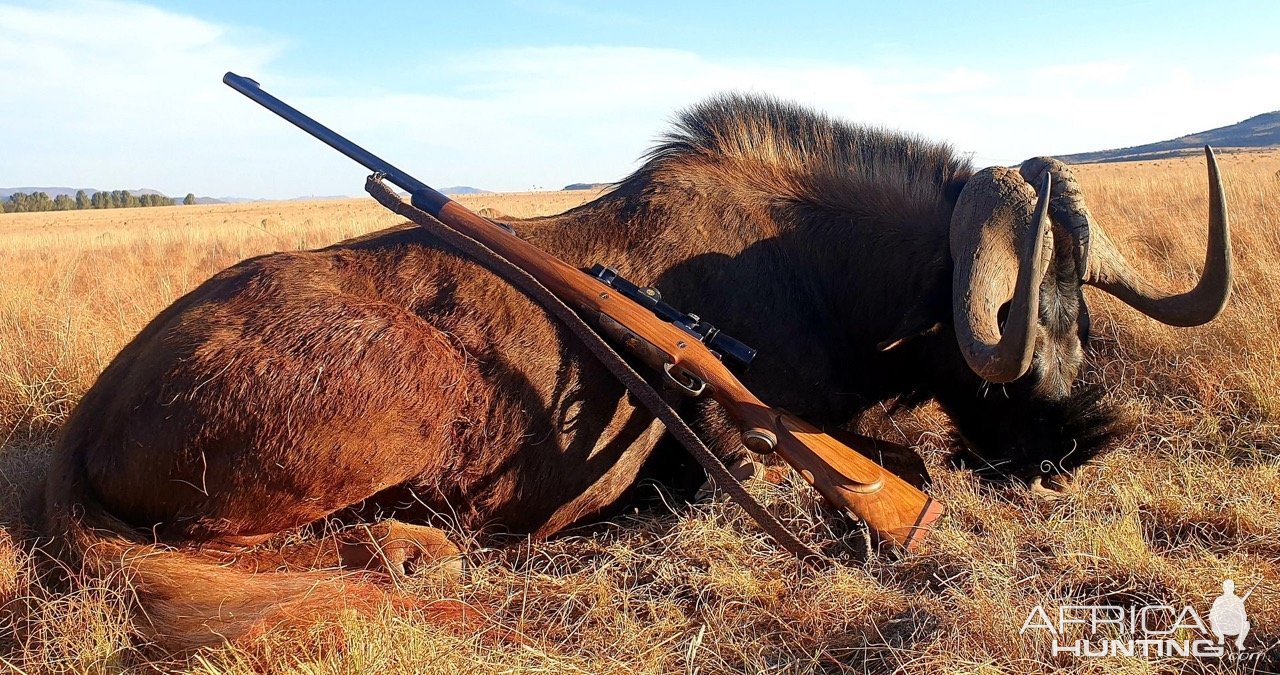 Hunting Black Wildebeest