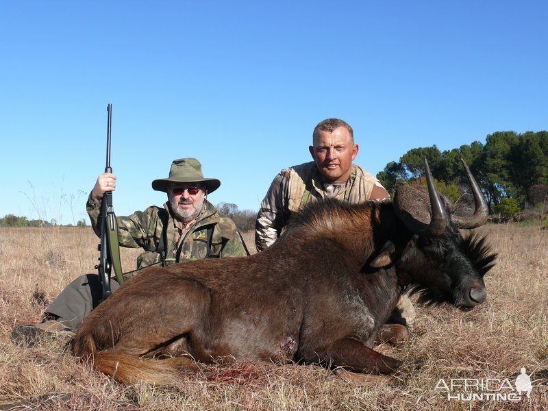 Hunting Black Wildebeest