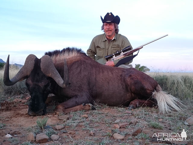 Hunting Black Wildebeest