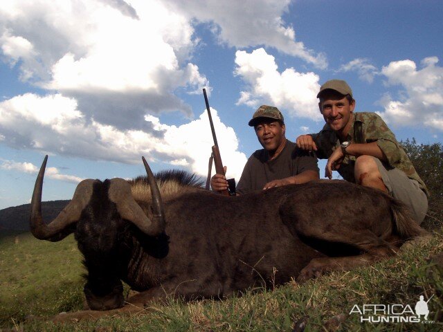 Hunting  Black Wildebeest