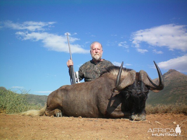 Hunting Black Wildebeest