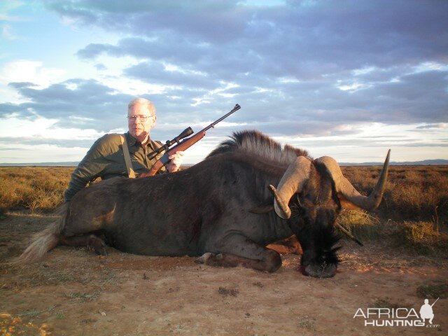 Hunting Black Wildebeest