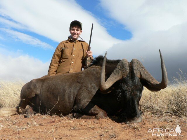 Hunting Black Wildebeest