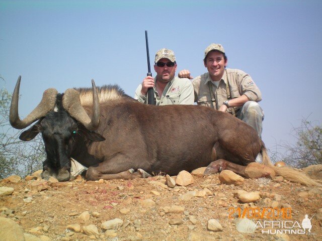 Hunting Black Wildebeest