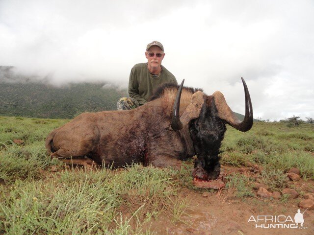 Hunting Black Wildebeest