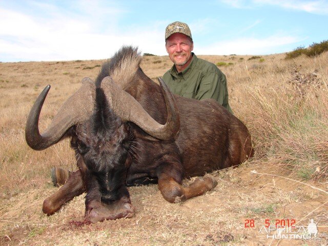 Hunting Black Wildebeest