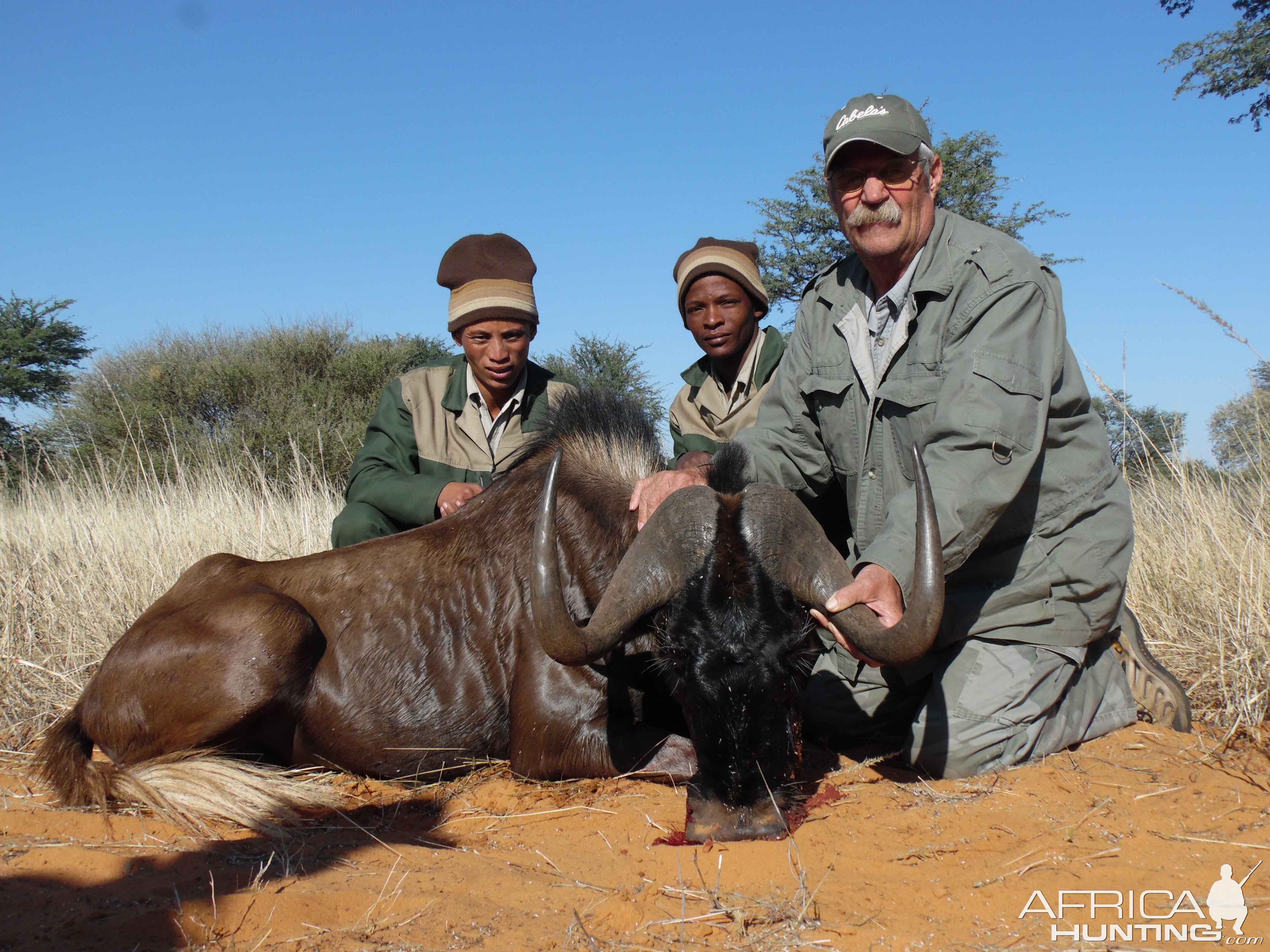 Hunting Black Wildebeest