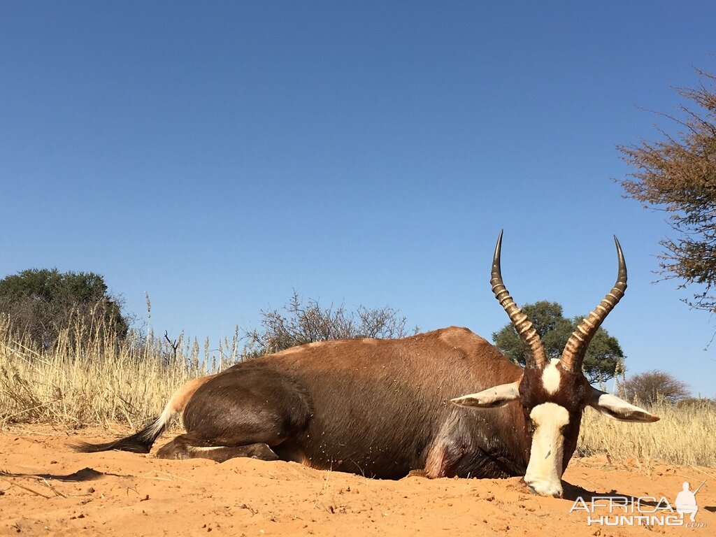 Hunting Blesbok in South Africa Kalahari Rangers
