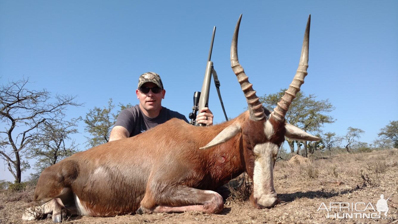 Hunting Blesbok South Africa