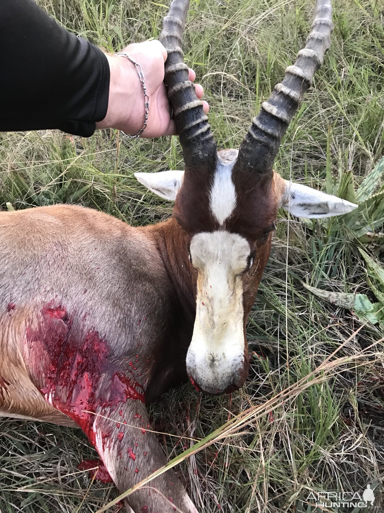 Hunting Blesbok South Africa