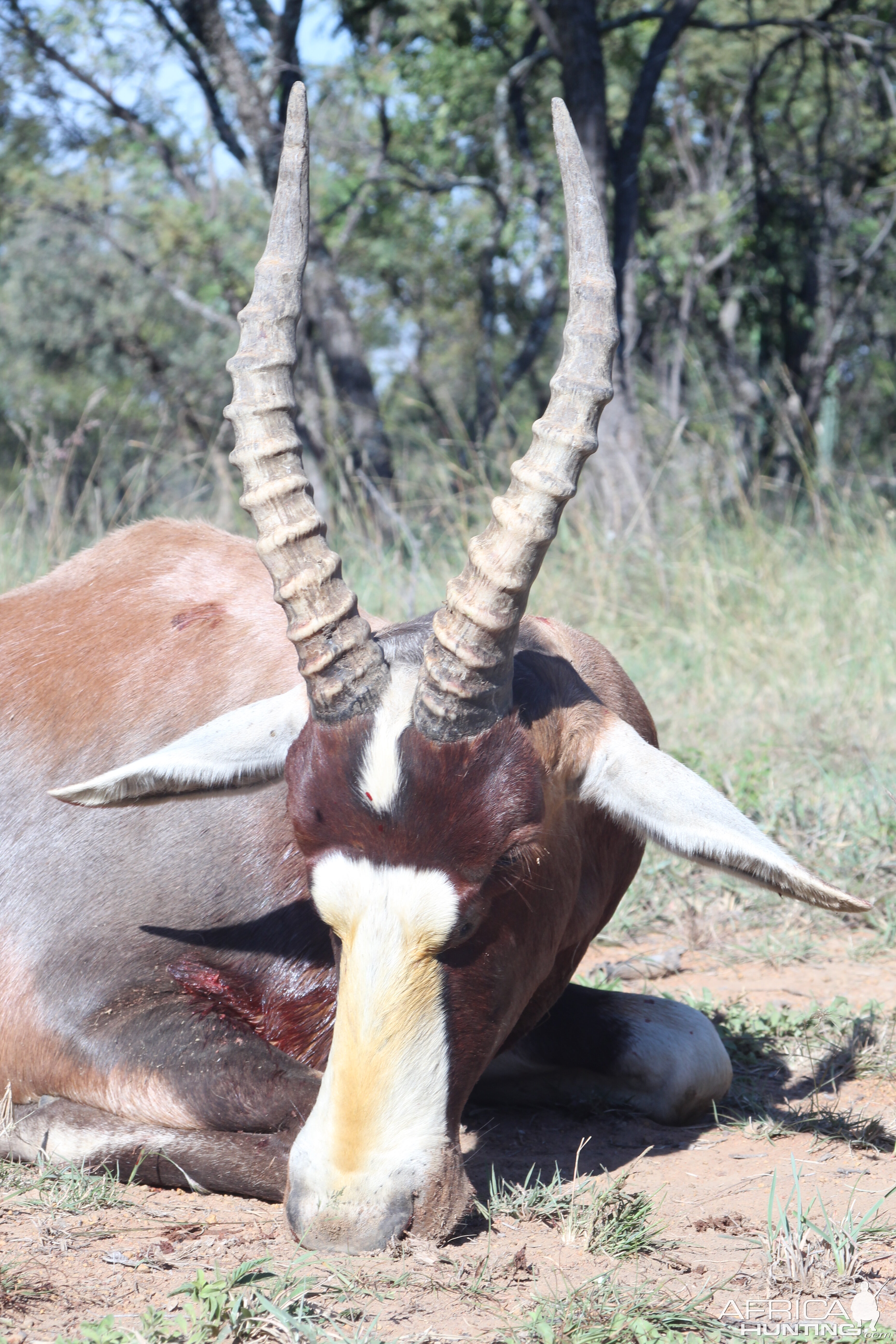 Hunting Blesbok