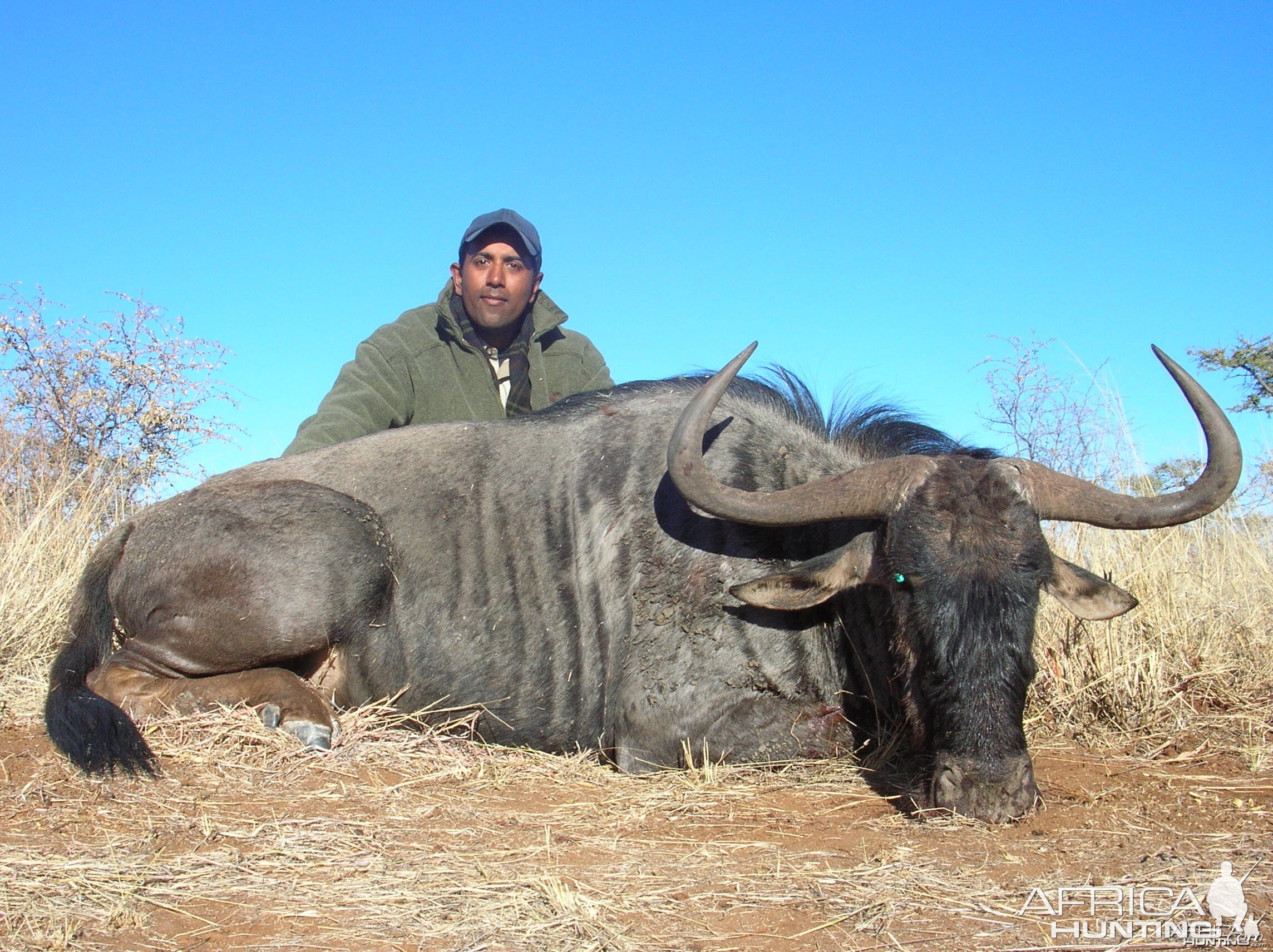 Hunting Blue Wildebeest in Namibia