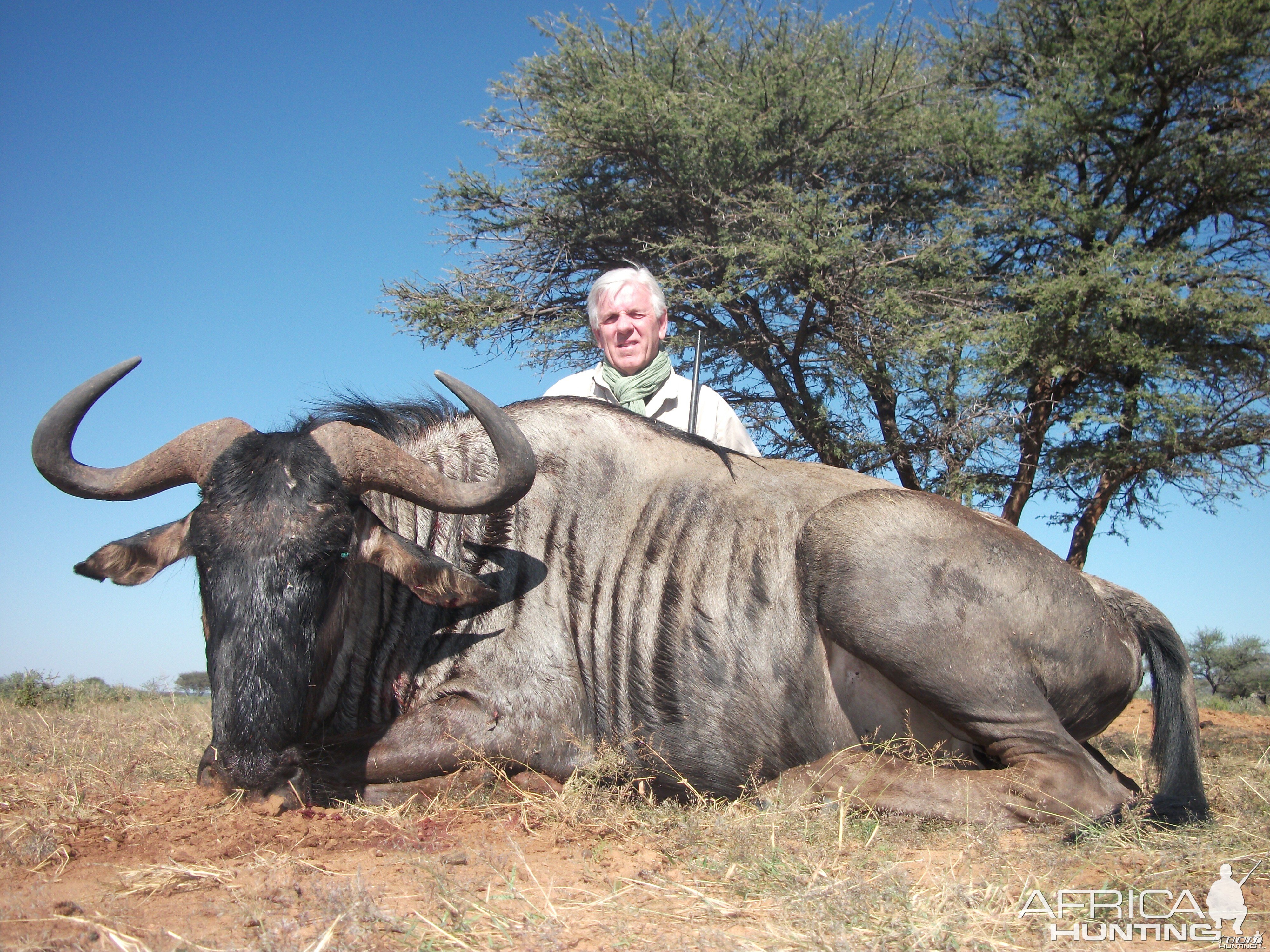 Hunting Blue Wildebeest in Namibia