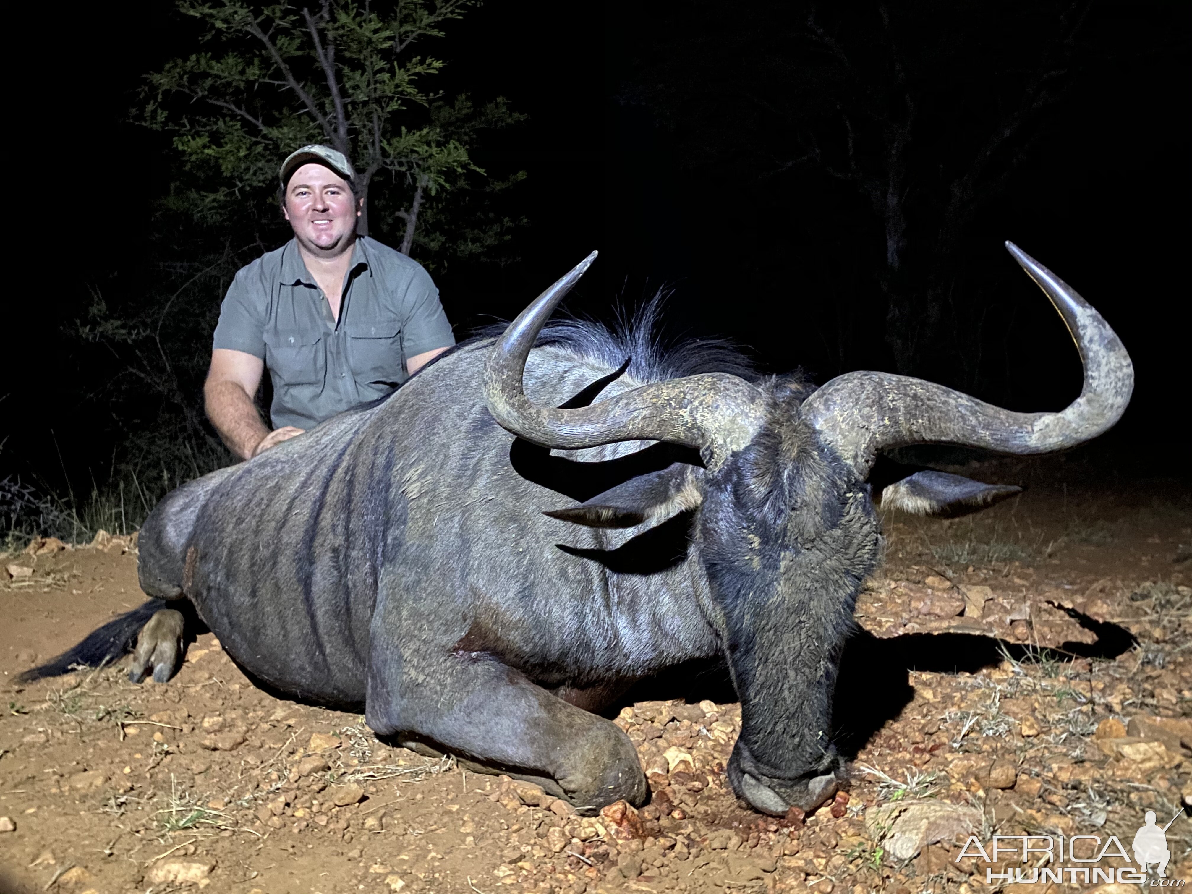 Hunting Blue Wildebeest in South Africa