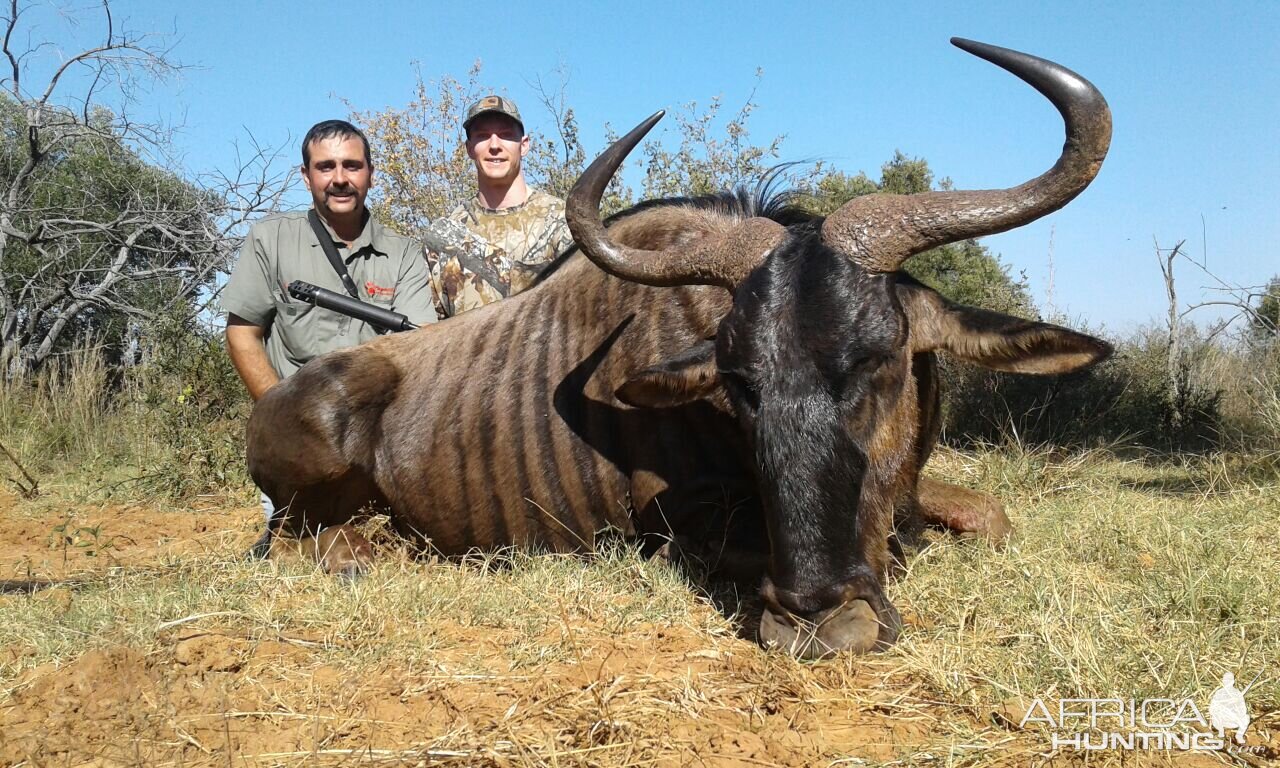 Hunting Blue Wildebeest in South Africa