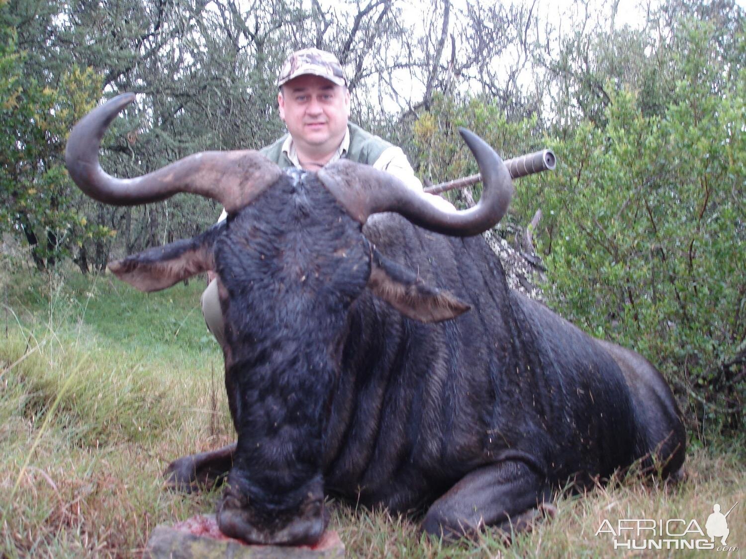 Hunting Blue Wildebeest in South Africa