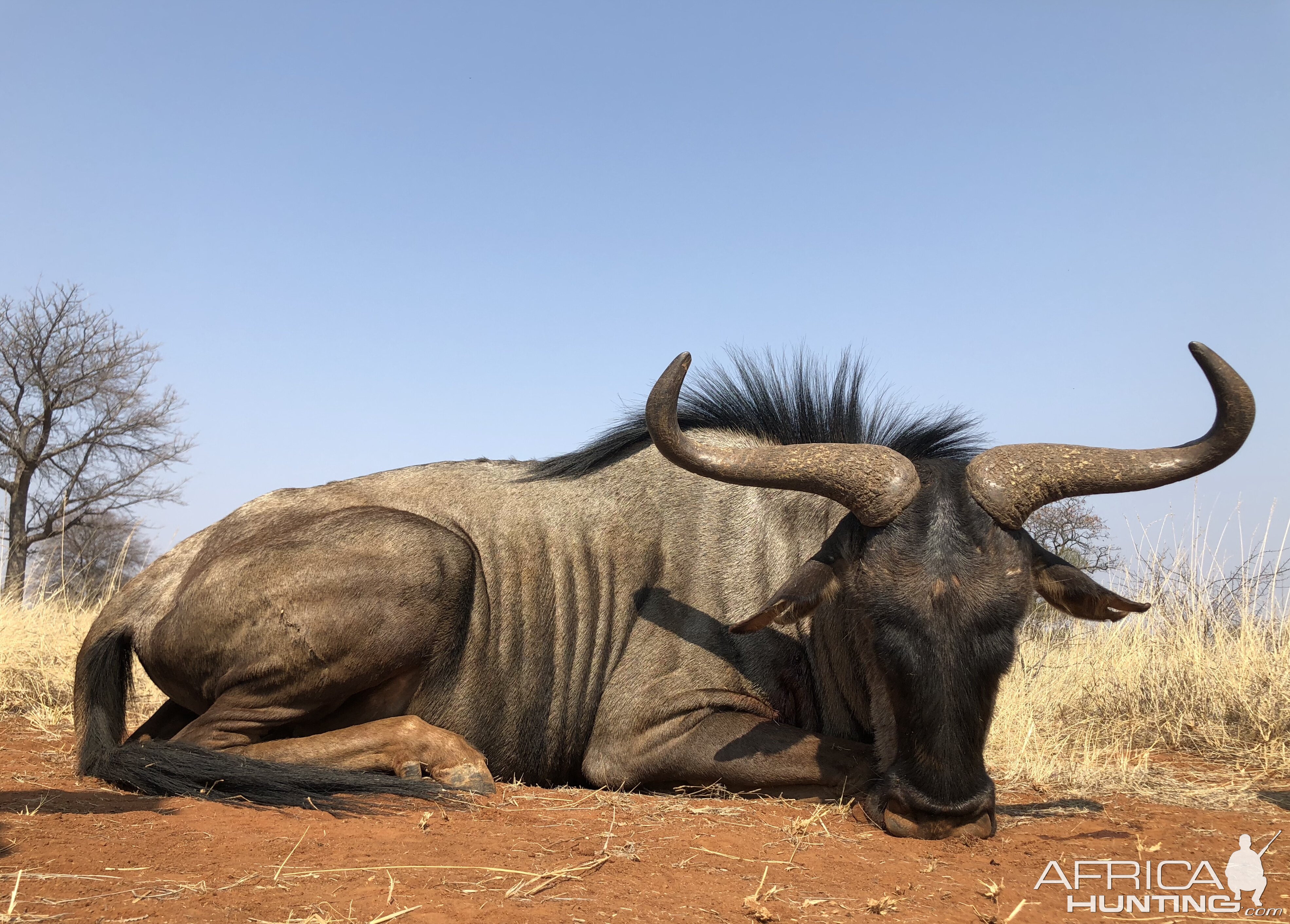 Hunting Blue Wildebeest in South Africa | AfricaHunting.com