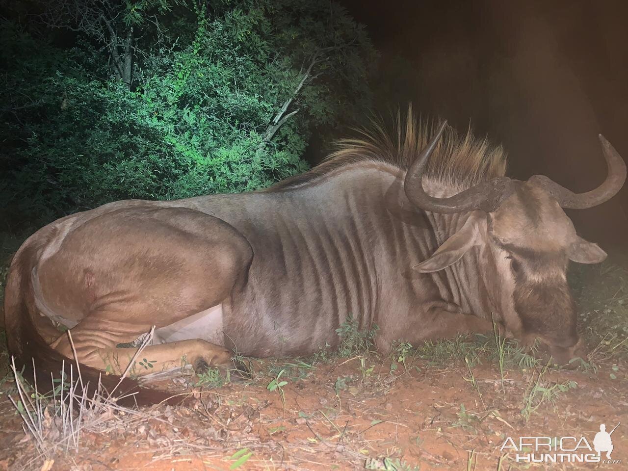 Hunting Blue Wildebeest in South Africa