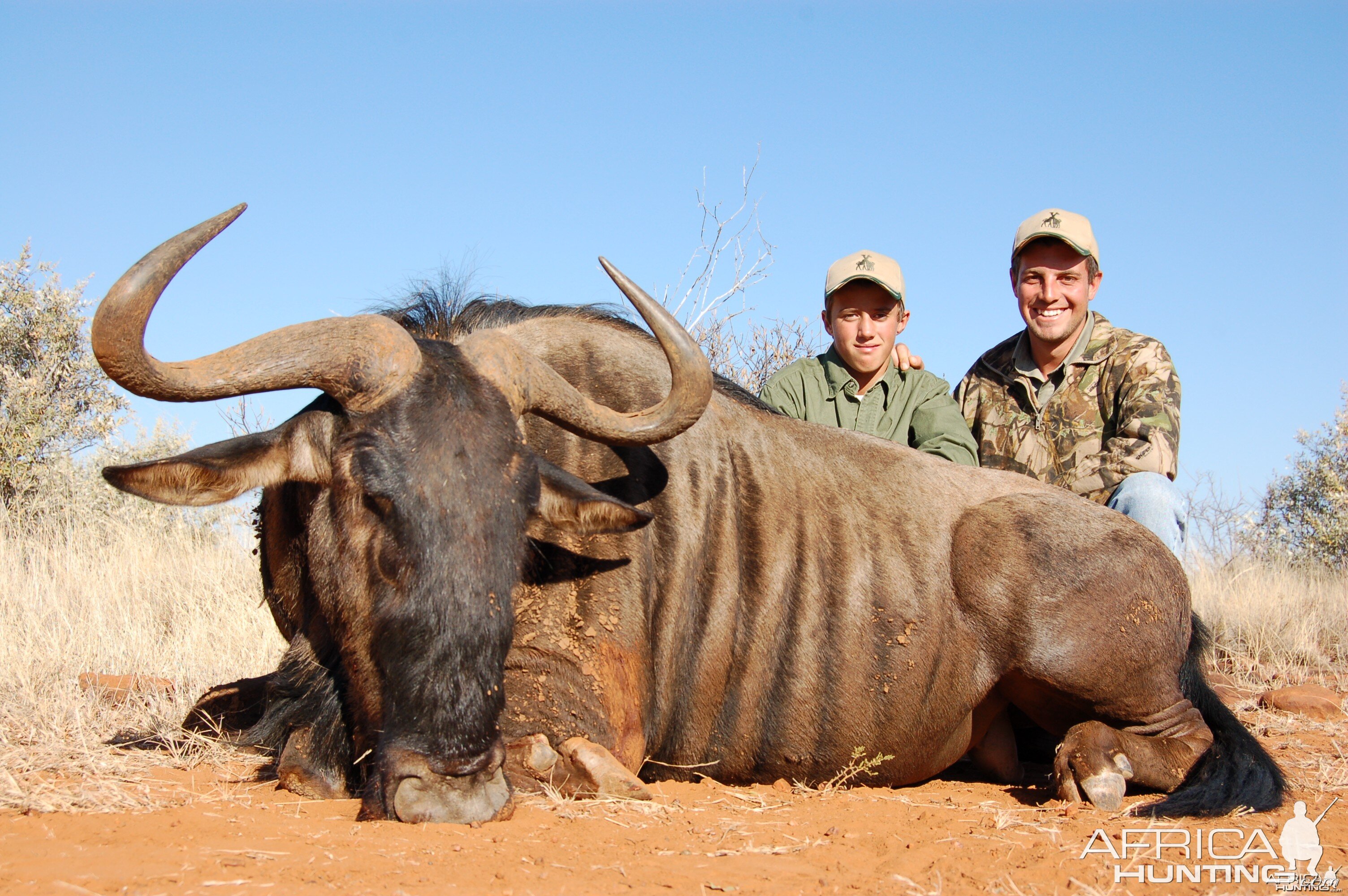 Hunting Blue Wildebeest with Wintershoek Johnny Vivier Safaris in SA