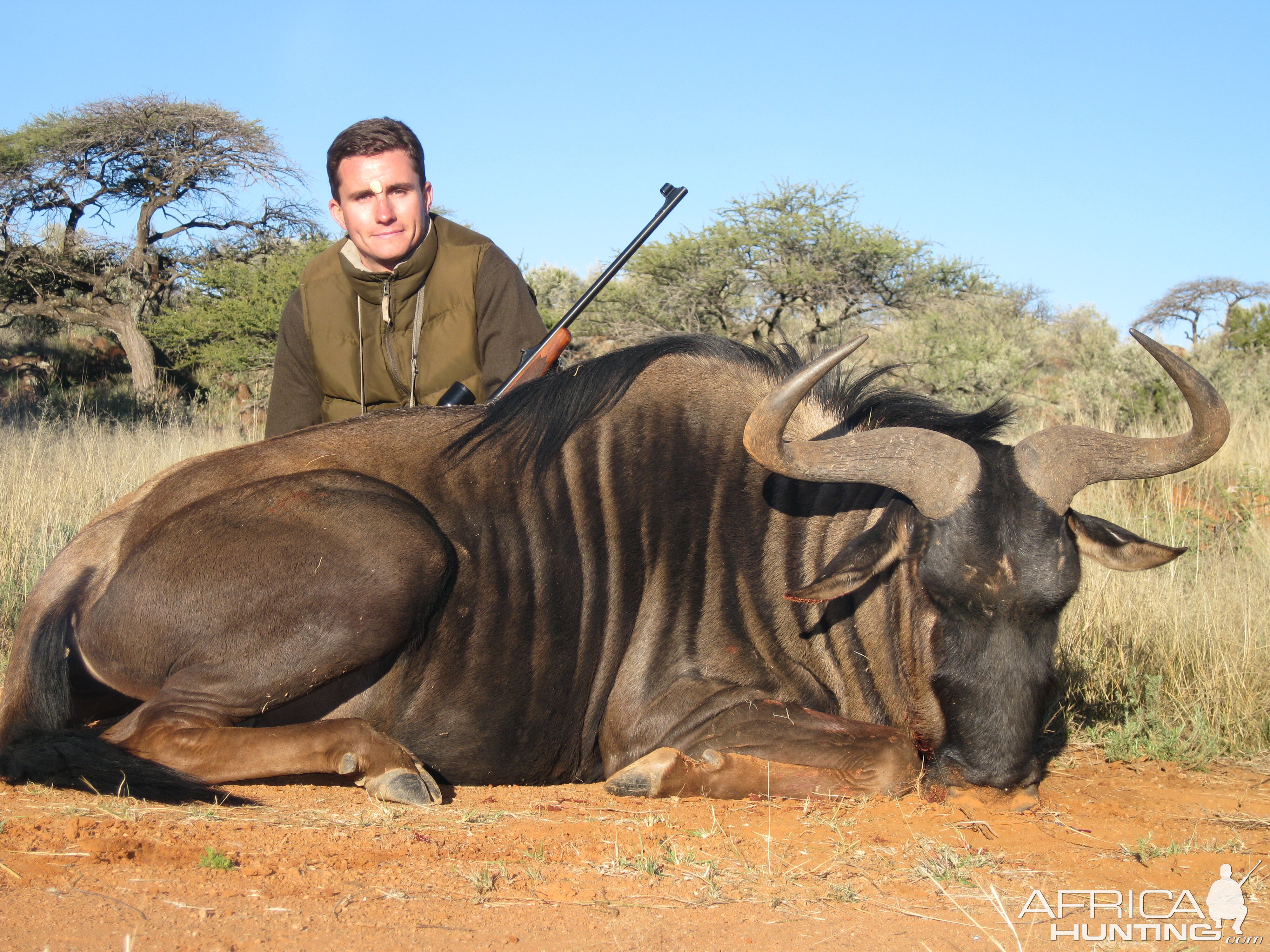 Hunting Blue Wildebeest with Wintershoek Johnny Vivier Safaris in SA