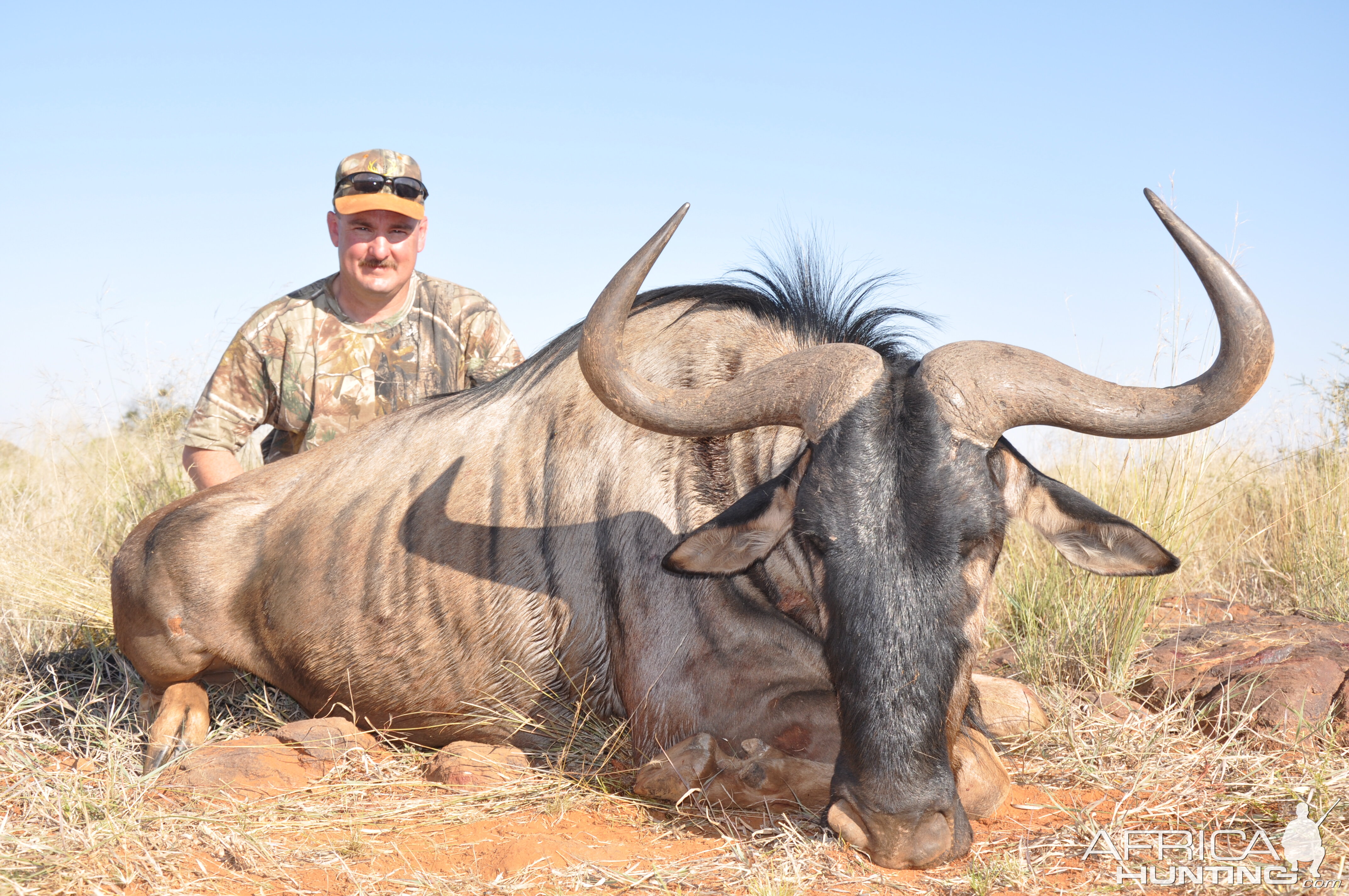 Hunting Blue Wildebeest with Wintershoek Johnny Vivier Safaris in SA