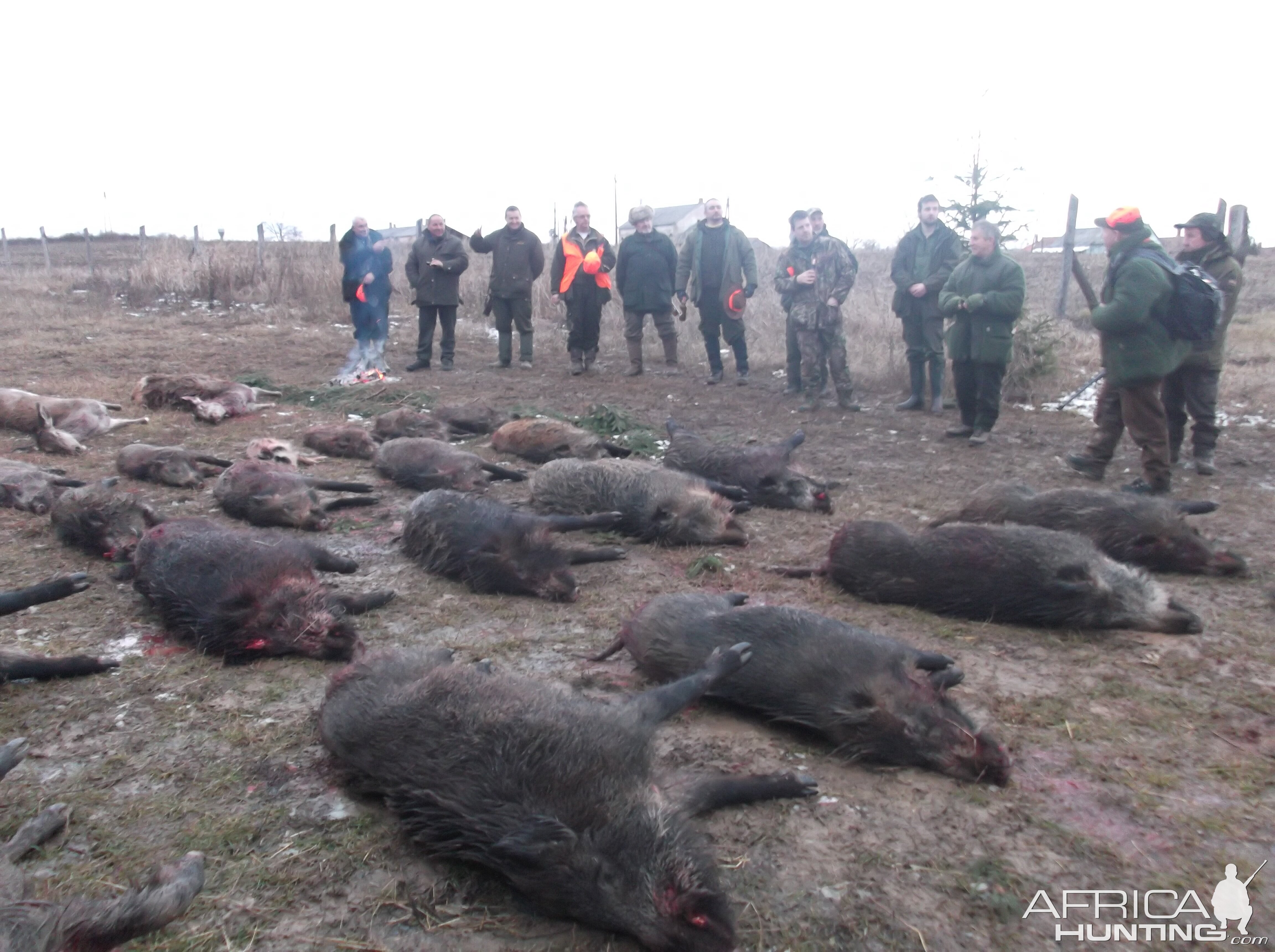 Hunting Boar in Hungary