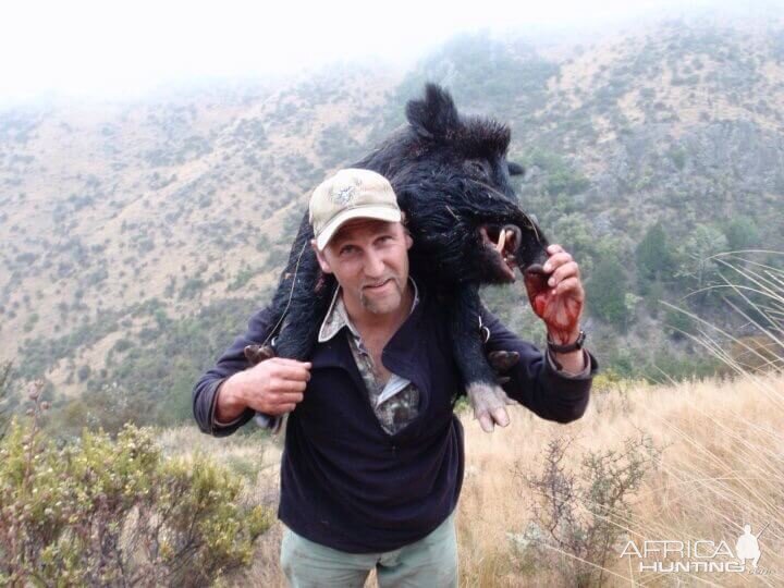 Hunting Boar in New Zealand