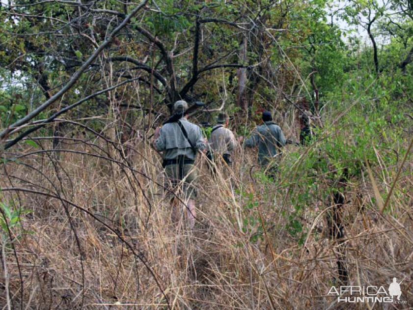 Hunting Bongo in CAR Rudy Lubin Safaris