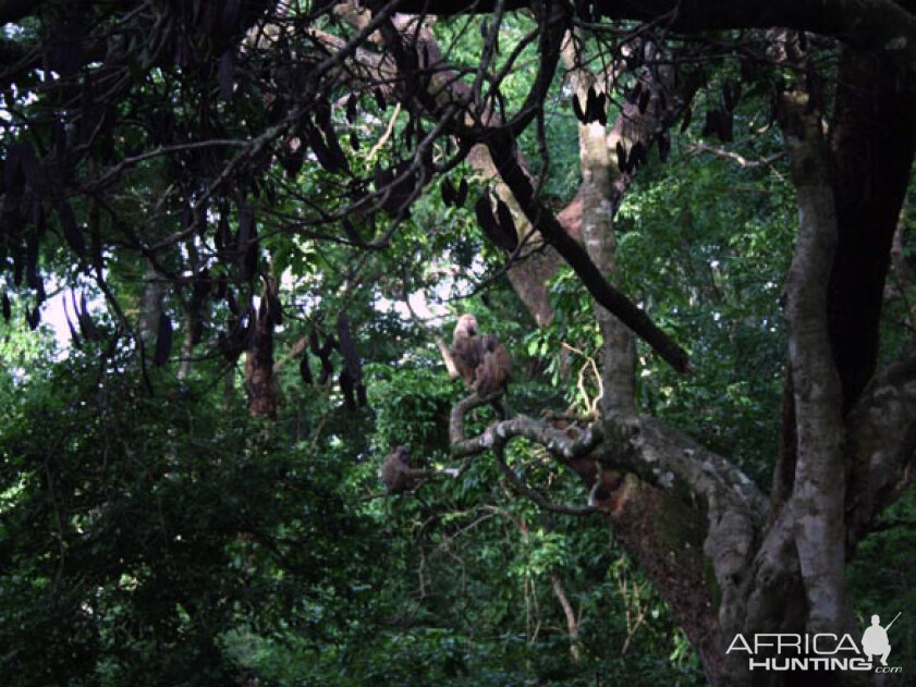 Hunting Bongo in CAR Rudy Lubin Safaris