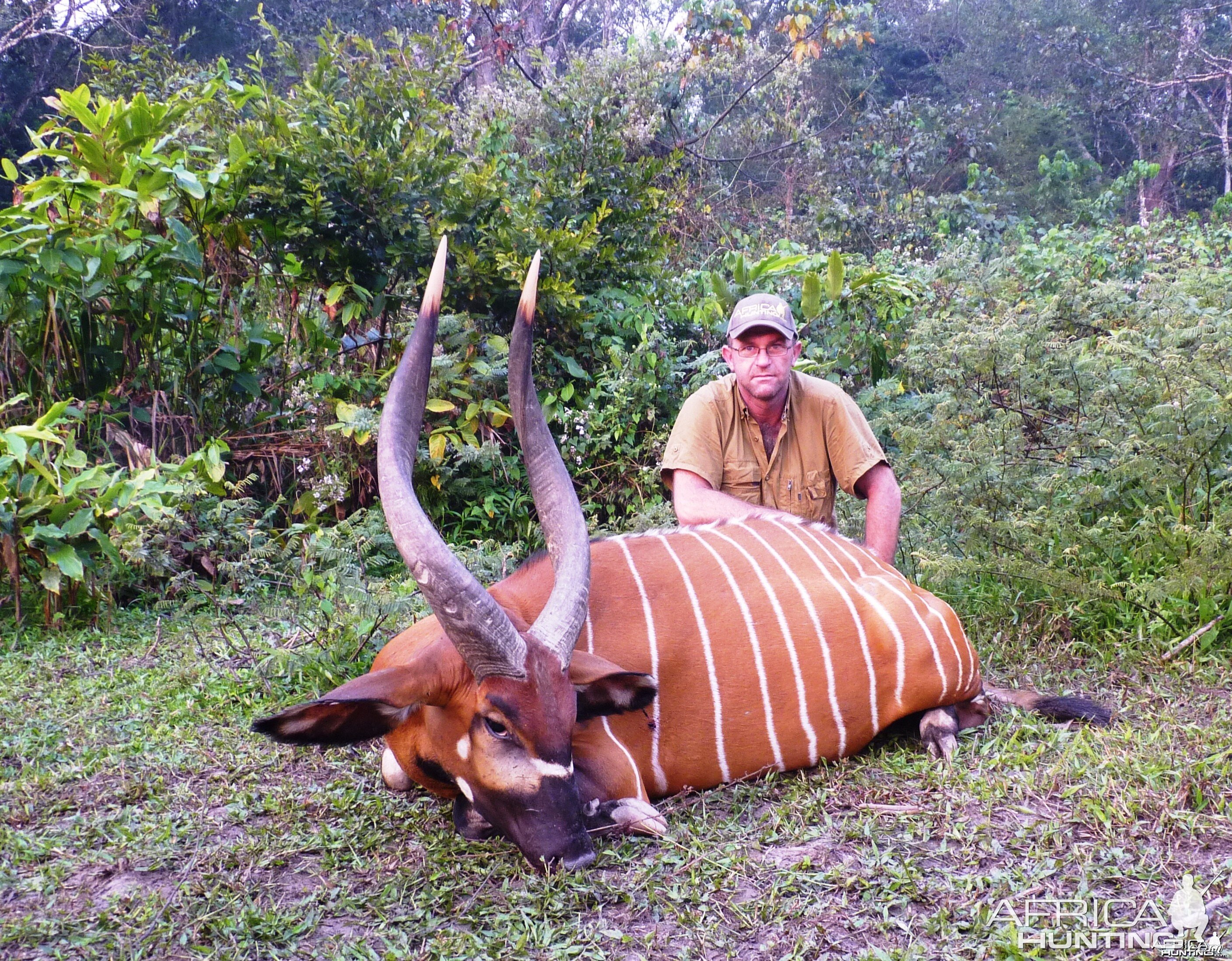 Hunting Bongo in CAR