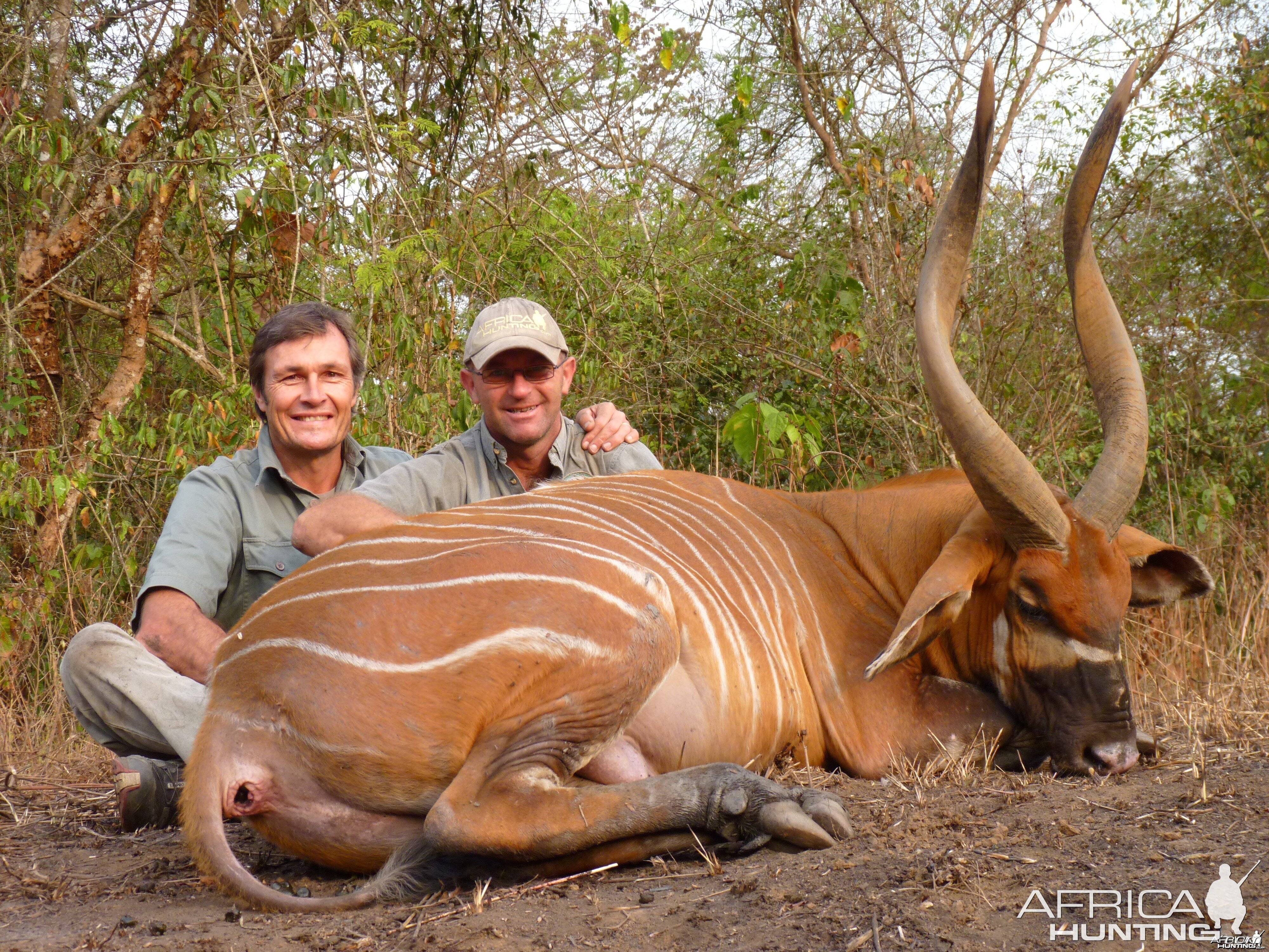 Hunting Bongo in Central African Republic