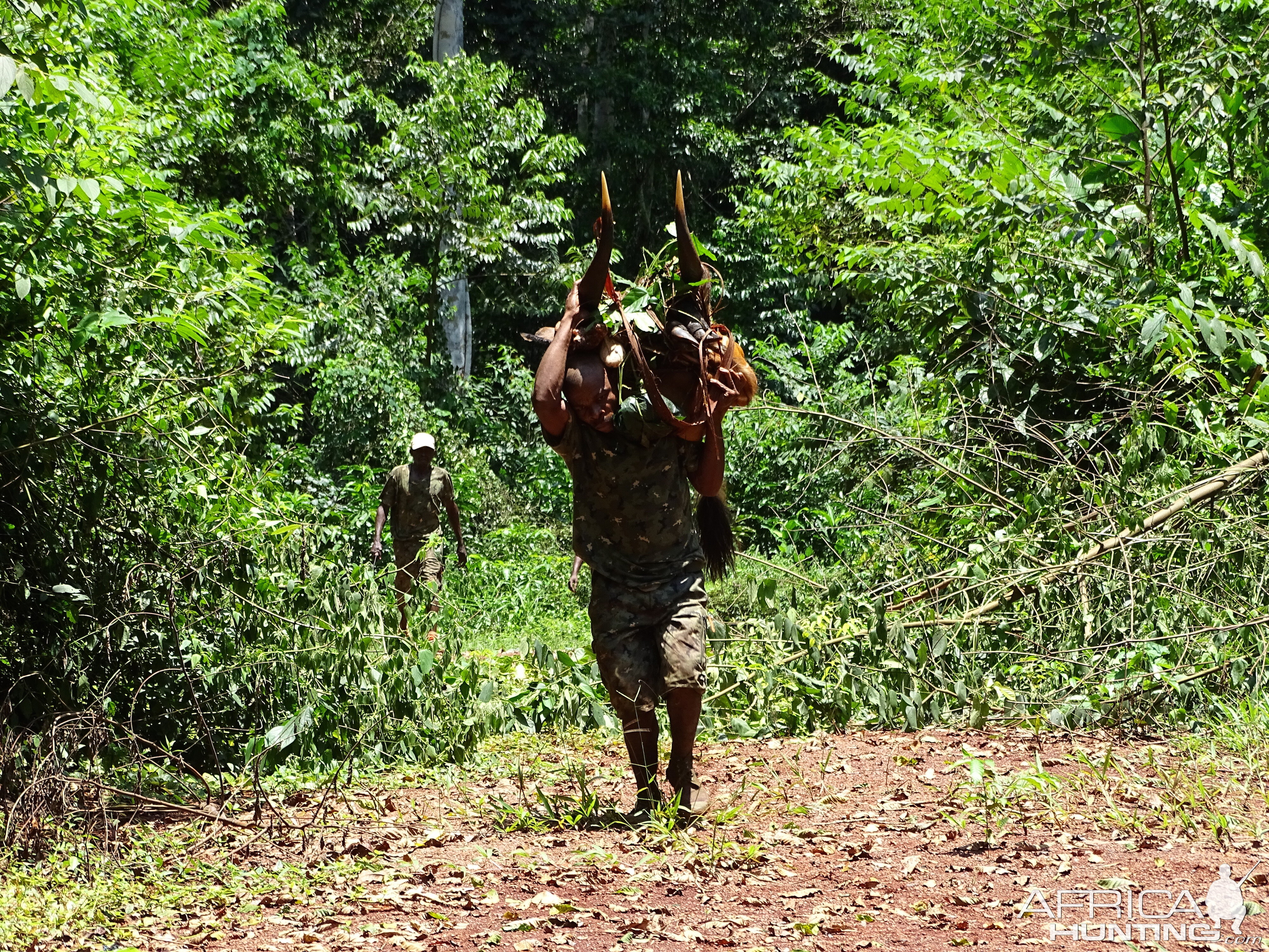 Hunting Bongo in Congo