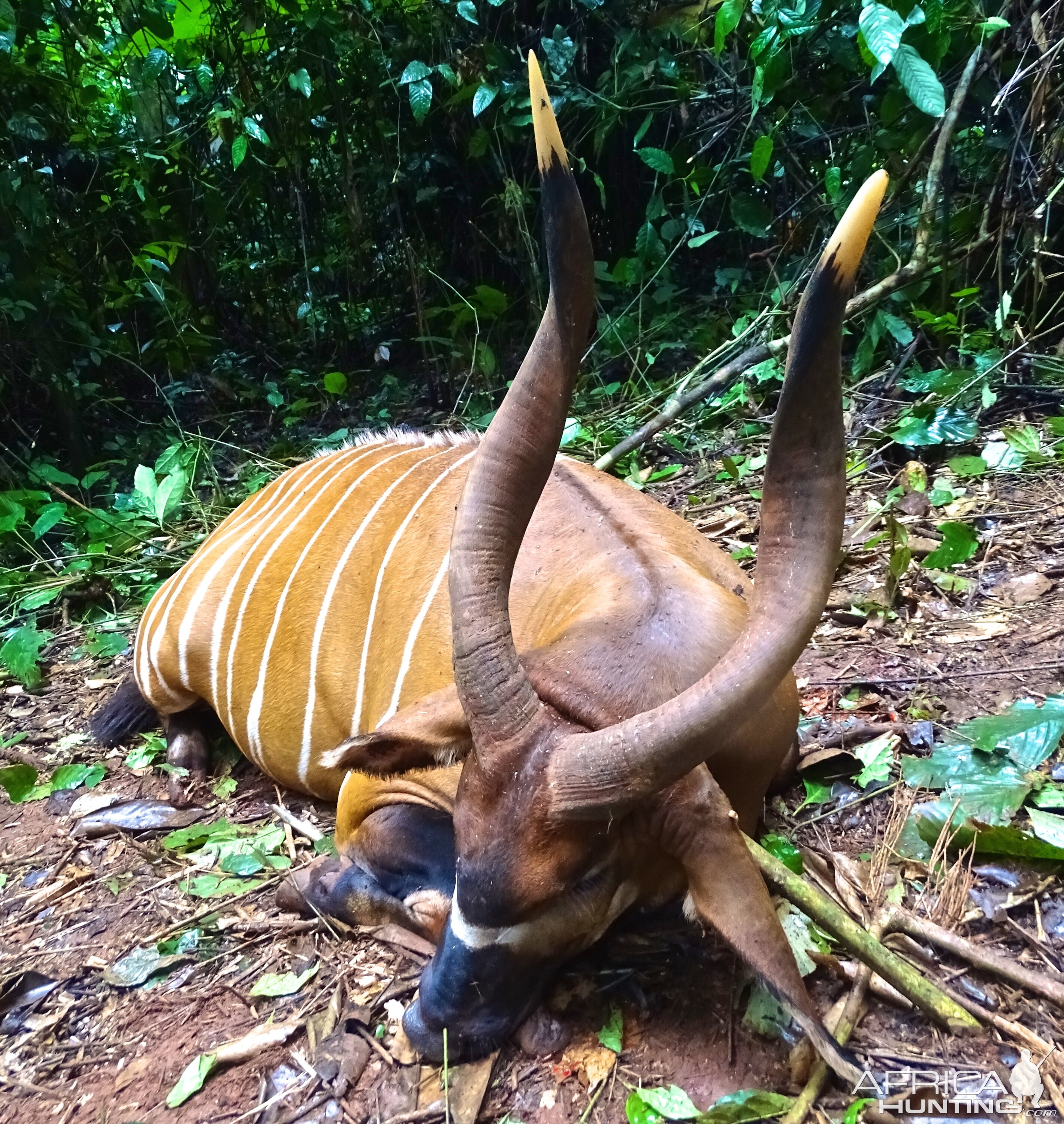 Hunting Bongo in Congo