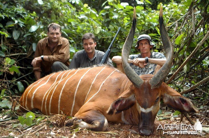 Hunting Bongo