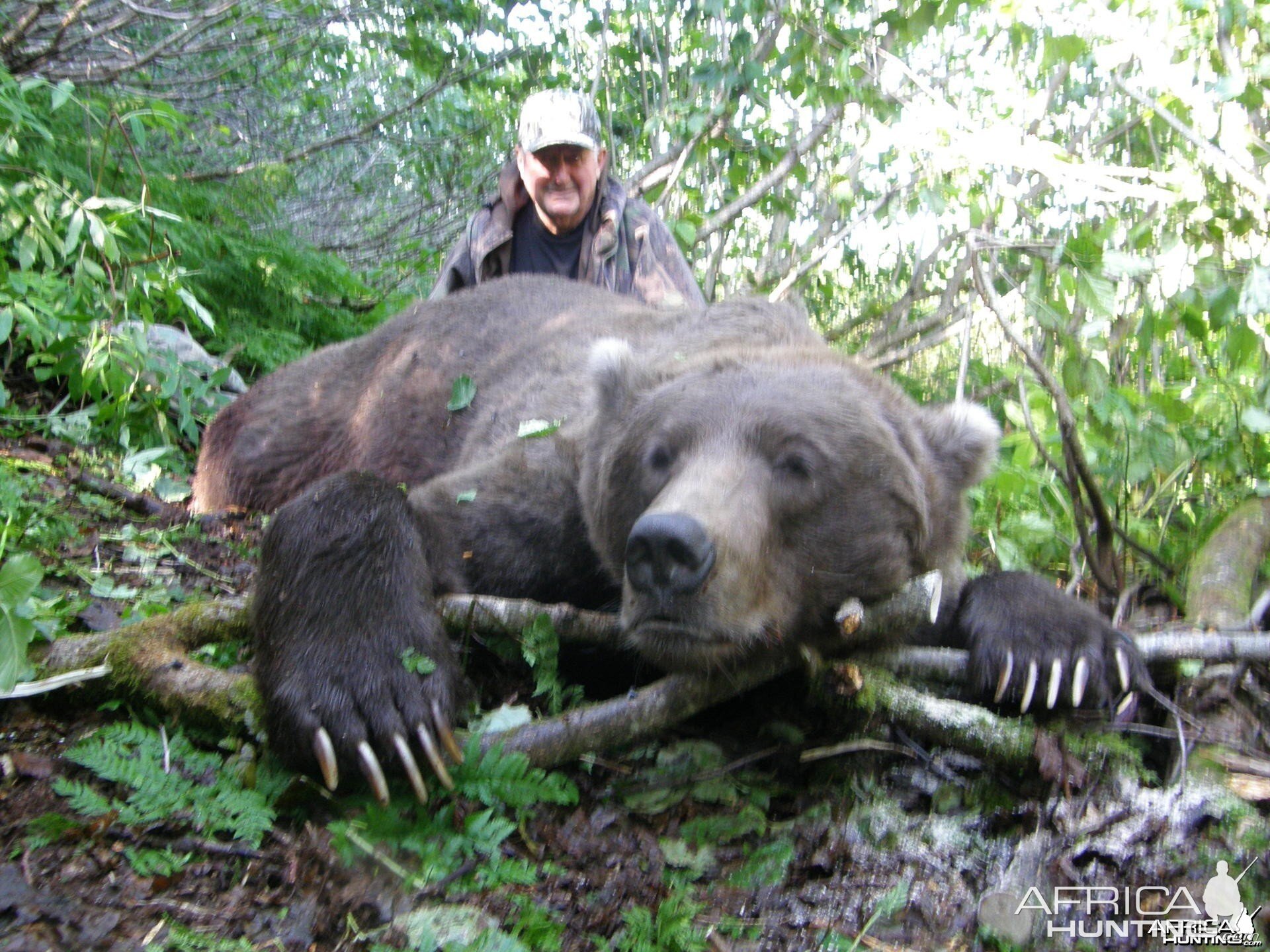 Hunting Brown Bear