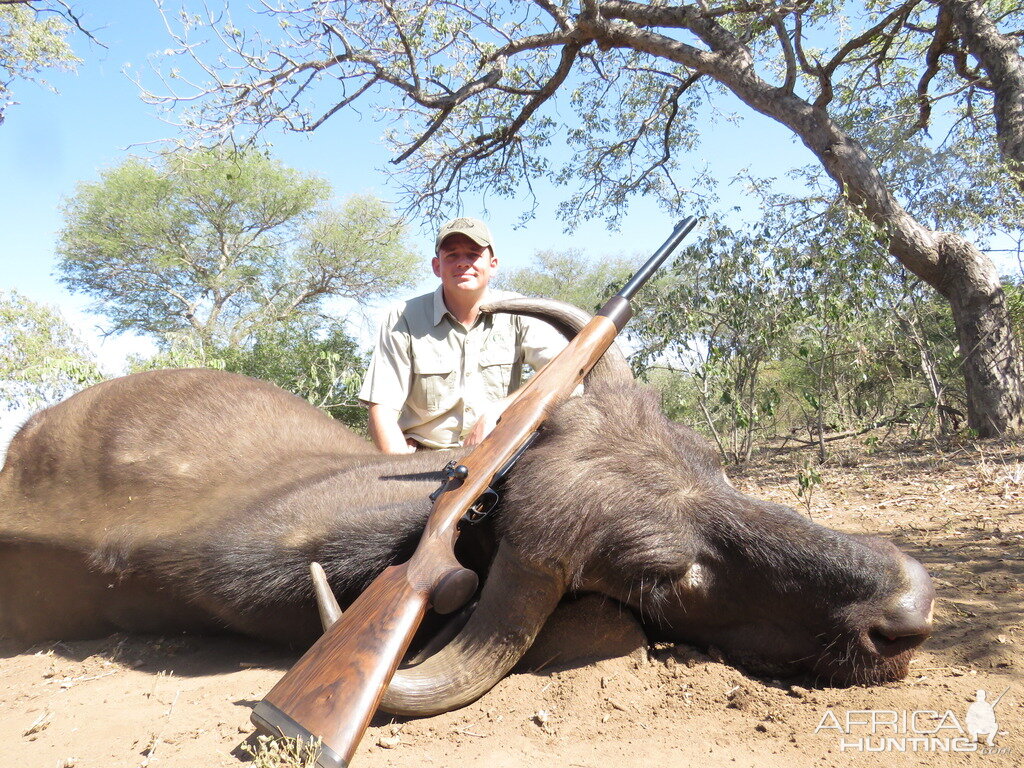 Hunting Buffalo Cow South Africa