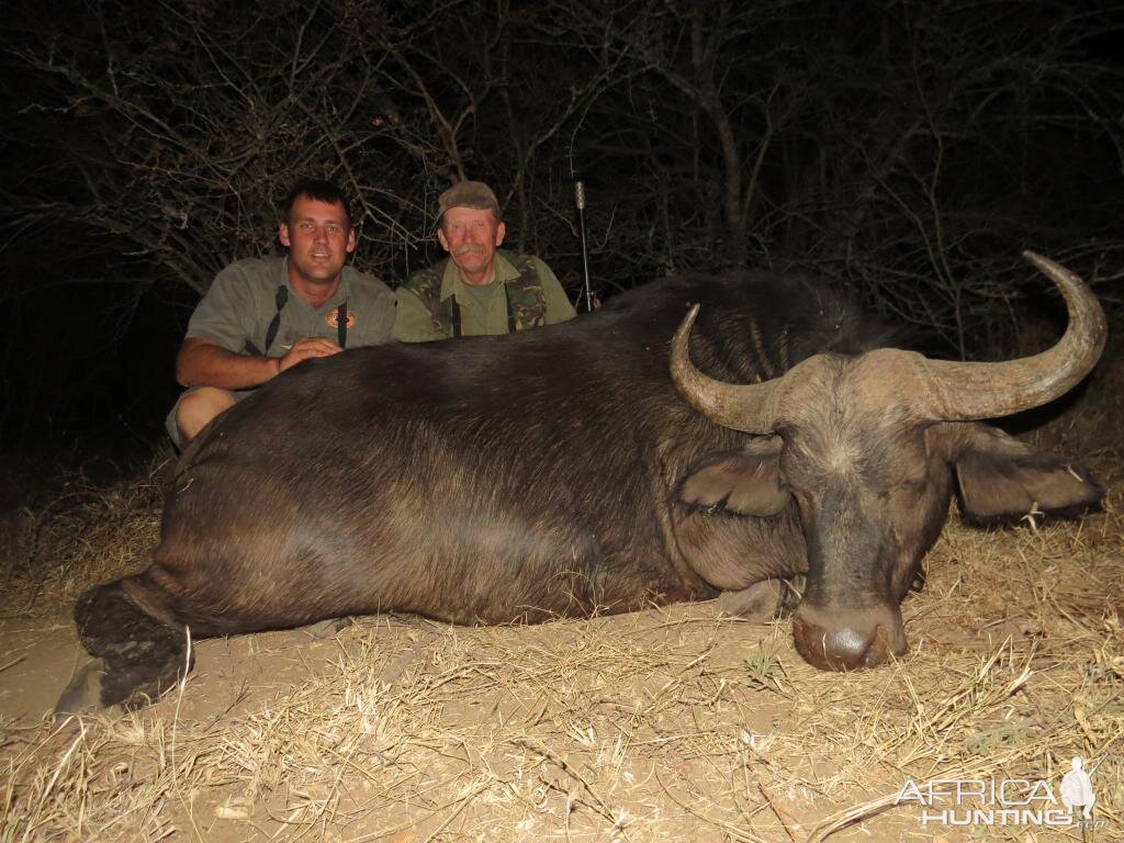 Hunting Buffalo Cow South Africa