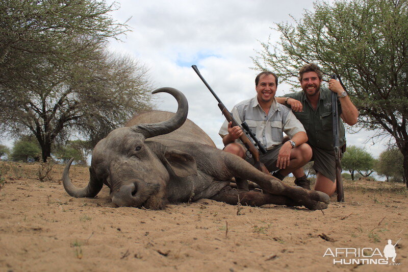 Hunting Buffalo Cow